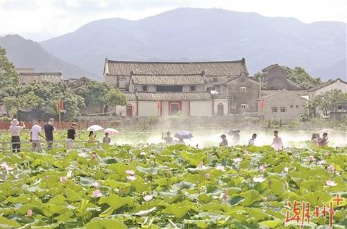 中国侨网潮安区归湖镇狮峰村白鹭湖。 陈宏文 摄