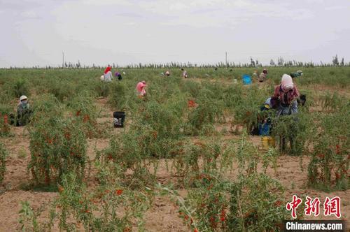 中国侨网7月下旬，农户正在金塔县荒漠戈壁上采收苁蓉籽。　卢玉　摄
