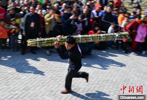 中国侨网槐南镇庆丰收——扛甘蔗比赛。(资料图) 魏兴谷 摄