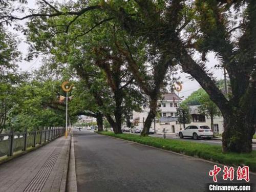 中国侨网整齐干净的道路　周禹龙　摄