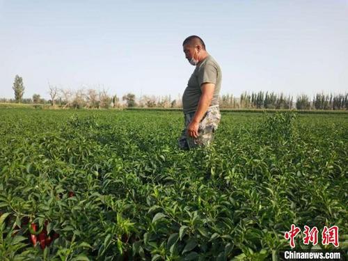 中国侨网种植户燕子胜查看色素辣椒长势。　崔鹏　摄