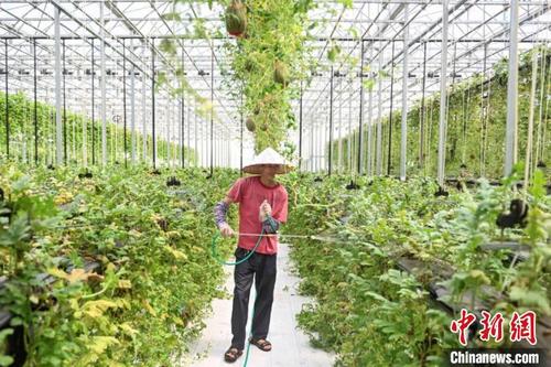 中国侨网温室种植 陈骥旻 摄