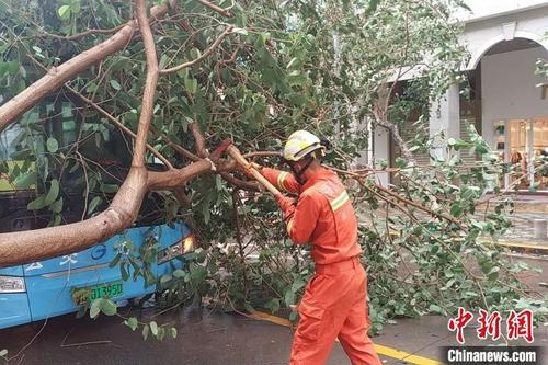 中国侨网消防救援人员用斧头砍断树枝。厦门消防供图