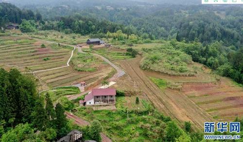 中国侨网金科琥珀高山生态茶园，错落有致的小路穿行在宜机化整治的田间。（新华网/彭博 摄）