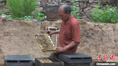 中国侨网图为秦森林正在检查蜂箱。　张月 摄