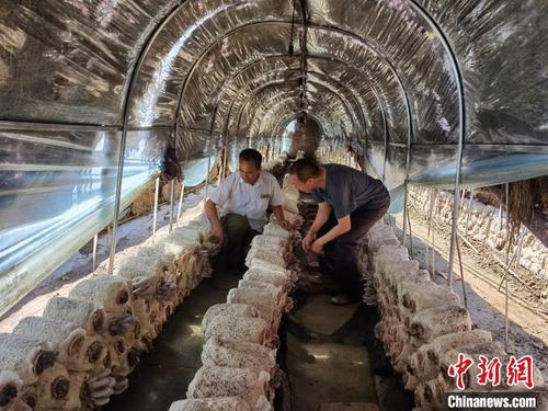 中国侨网图为食用菌大棚内技术老师正在对村民进行指导。　李洋　摄
