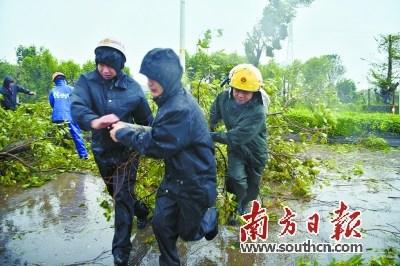 中国侨网8月19日,江门市崖门镇崖西派出所警务人员上街清障,将被大风吹折的树木清理至路边。南方日报记者 徐昊 摄
