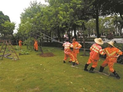 中国侨网（佛山）禅城园林部门工作人员扶正倾倒树木