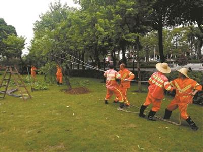 中国侨网(佛山)禅城园林部门工作人员扶正倾倒树木