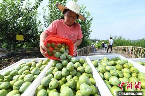 中国侨网图为村民将采摘的仙桃李装进山地单轨列车的载货筐。　陈超　摄