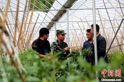 中国侨网布哈和村民一起研究番茄长势。图片由武警部队提供