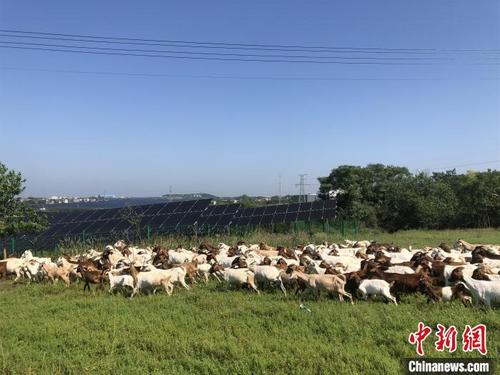 中国侨网羊群从羊舍鱼贯而出，朝着山坡青草丰茂处奔去　梁婷　摄