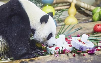 中国侨网熊猫贡贡品尝工作人员制作的冰蛋糕。记者苏靓摄