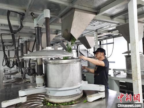 中国侨网安化黑茶有严格的制作工艺。 向一鹏 摄