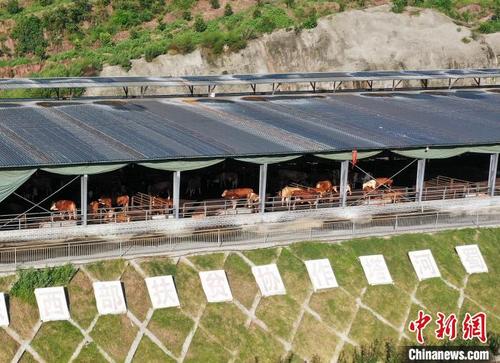 中国侨网蜀宣花牛养殖基地。　张磊　摄