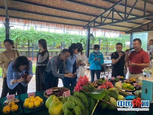 中国侨网融媒体采访团一行在海南世界名优花果示范基地参观特色水果。凌楠 摄