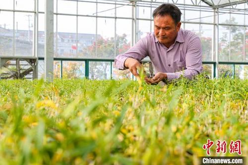 中国侨网工作人员正在检查石斛种植情况。 范博文 摄
