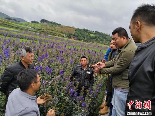 中国侨网图为张露霖带领前所乡村民学习中药材种植技术。　何军　摄