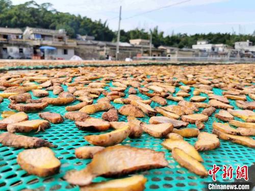 中国侨网冬季晾晒鸡爪芋干是四九镇东冠村的一个丰收景象　李晓春　摄