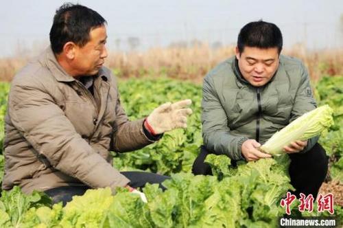 中国侨网平乡县科协农技人员在田付村乡张屯村指导农民群众白菜种植。　姚友谅　摄