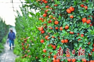 中国侨网陈村是全国最大的年桔生产基地,年产值3亿元。南方日报记者 戴嘉信 摄