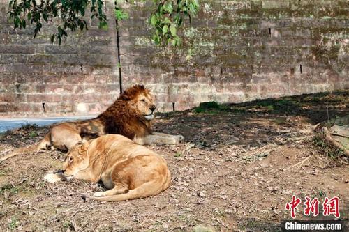 中国侨网图为非洲狮相伴晒太阳。　王成杰　摄