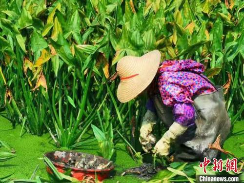 中国侨网农户在水田中采收茨菇 李晓春 摄