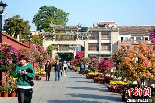 中国侨网漳州古城内，2万余盆各式花卉装点“年味”。　龚雯　摄
