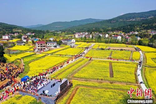 中国侨网四川省广元剑阁县百里菜花香满千年蜀道，游客纷至沓来。　苗志勇　摄