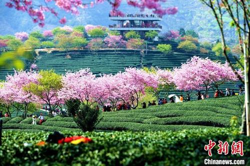 中国侨网春暖花开,福建漳平台品樱花茶园吸引许多游客前来观光。 王东明 摄