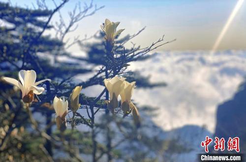 中国侨网黄山之巅玉兰花开进入最佳观赏期 李思洋 摄