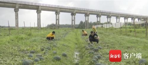中国侨网采摘西瓜