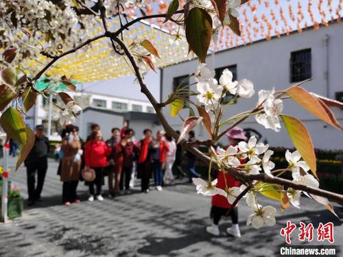 中国侨网图为游客在梨园入口合影。　张添福　摄