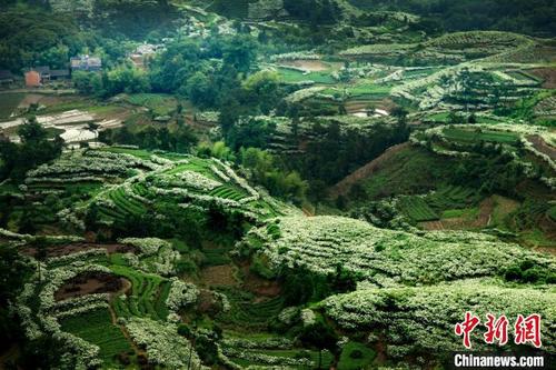 中国侨网图为漫山遍野的栀子花开。福鼎市栀子办 供图