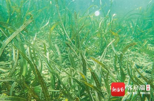 中国侨网人工移植的海菖蒲长成了欣欣向荣的海草床。海南日报记者 袁琛 摄