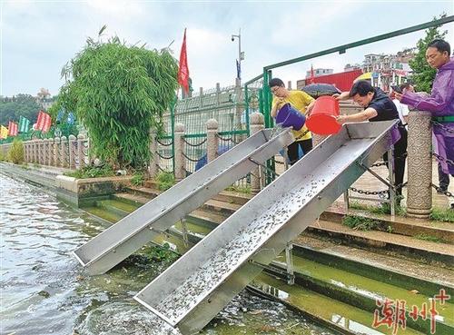 中国侨网在韩江放生台,工作人员将草鱼、鳙鱼、鲢鱼等各类鱼苗投放到韩江中。 本报记者 梁佳涛 摄