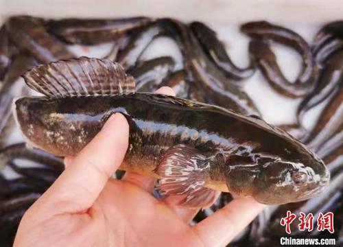 中国侨网个头较大的“鳁鱼”是抢手货。　李晓春　摄