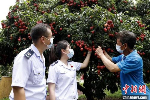 中国侨网广州市从化区税务局人员走进农产品加工企业,了解荔枝鲜果产量与定制销售等情况。 李嘉丽 摄