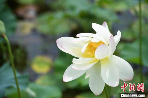 中国侨网7月10日，安徽淮南，荷花在盛夏时节艳丽绽放。　韩苏原 　摄