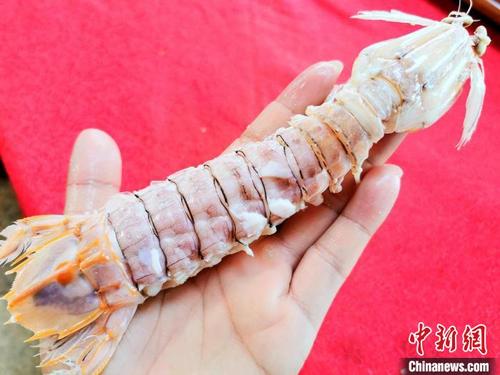 中国侨网剥开壳呈现出肥美的肉质 李晓春 摄