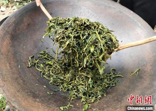 中国侨网广州增城毛茶制作。　广州市增城区委宣传部 供图