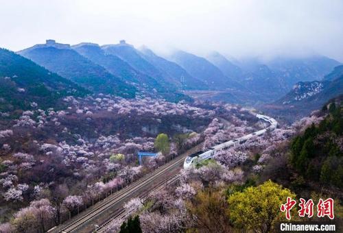 中国侨网“开往春天的列车”——京郊铁路S2线。 北京市文旅局供图