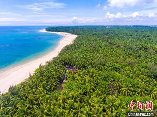 中国侨网航拍海南文昌东郊椰林。 骆云飞 摄