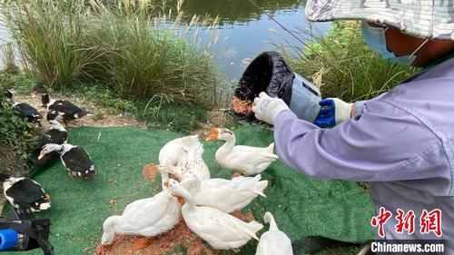 中国侨网良渚古城遗址公园以圈养鸭子治理福寿螺。　钱晨菲　摄