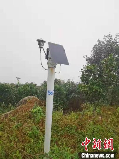 中国侨网布置在广东潮州凤凰山天池茶园内的传感器设备。 受访者提供
