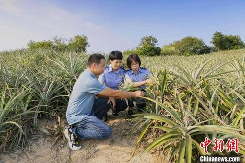中国侨网图为南安市市场监督管理局工作人员来到菠萝种植产业基地现场考察。　陈江涛　摄