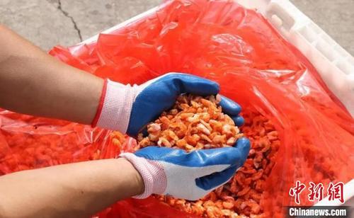 中国侨网销往台湾的虾米 王静 摄