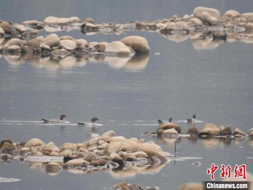 中国侨网观鸟队伍在广东南岭发现中华秋沙鸭 广东省林业局 供图