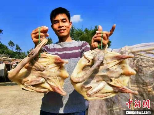 中国侨网黄远庆对自己制作的腊鸭信心满满 李晓春 摄