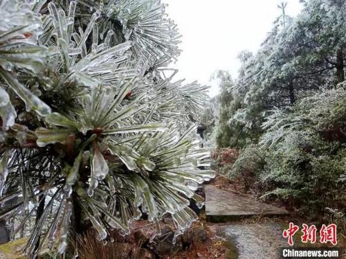 中国侨网福安市白云山上树枝都穿上了一层晶莹剔透的“冰衣”。何家进 摄